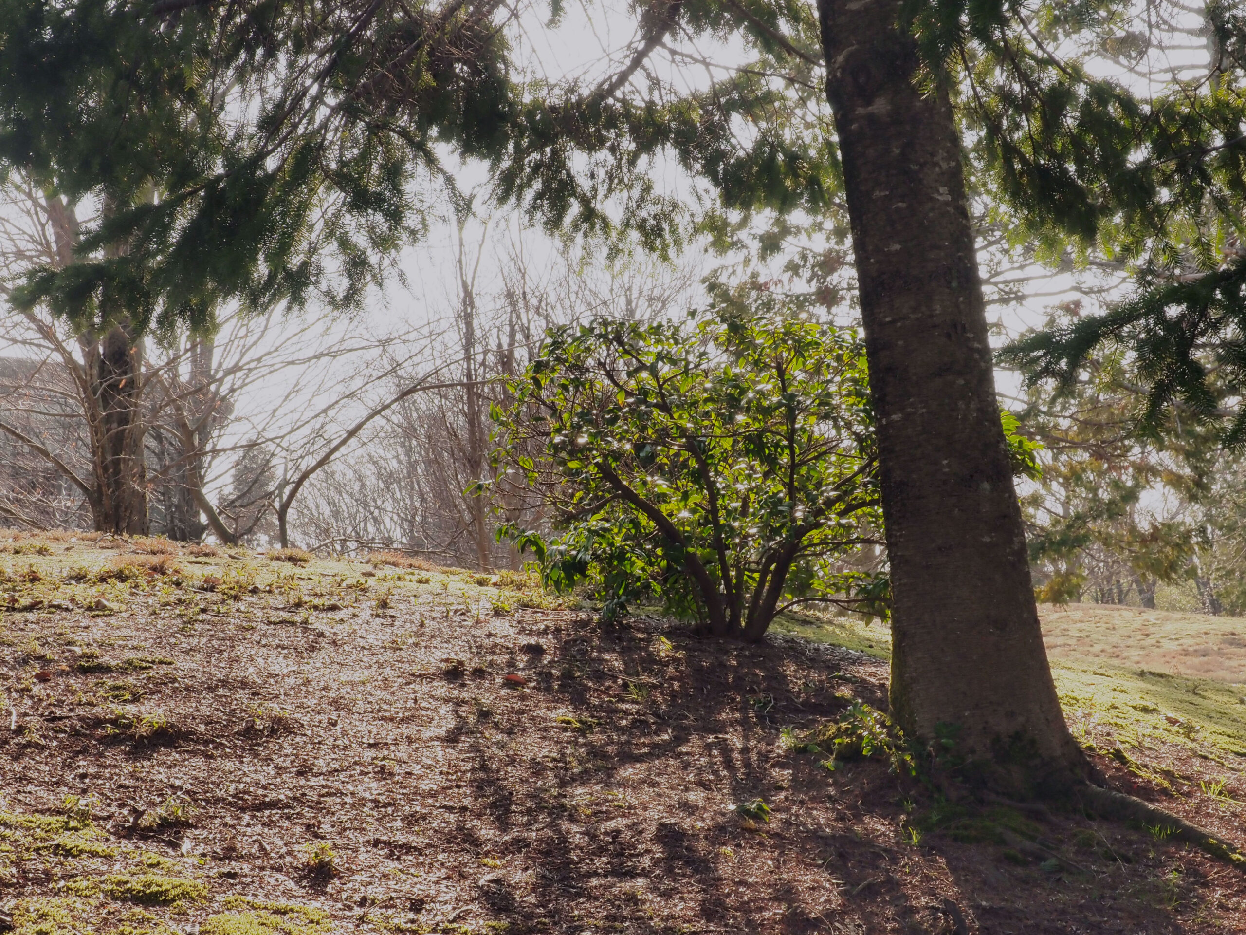 ブルーグレー透過率14％の画像