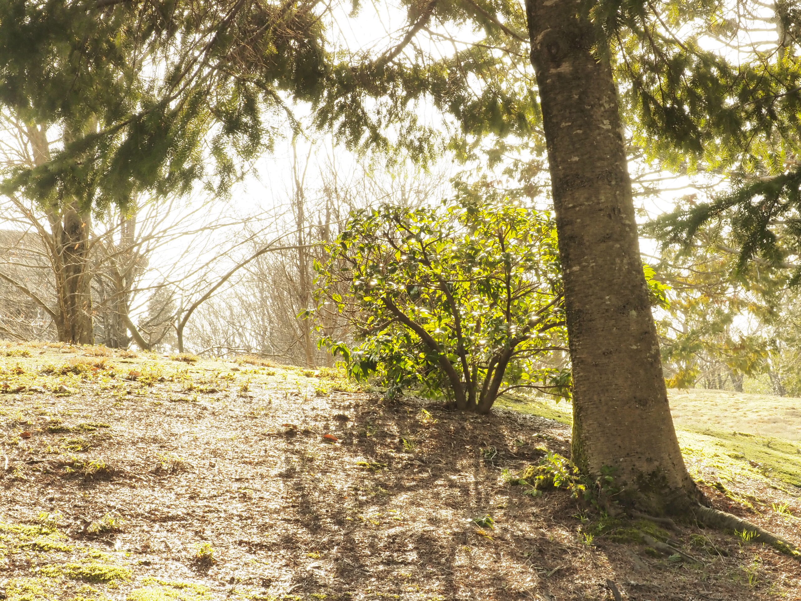 イエロー透過率58％の画像