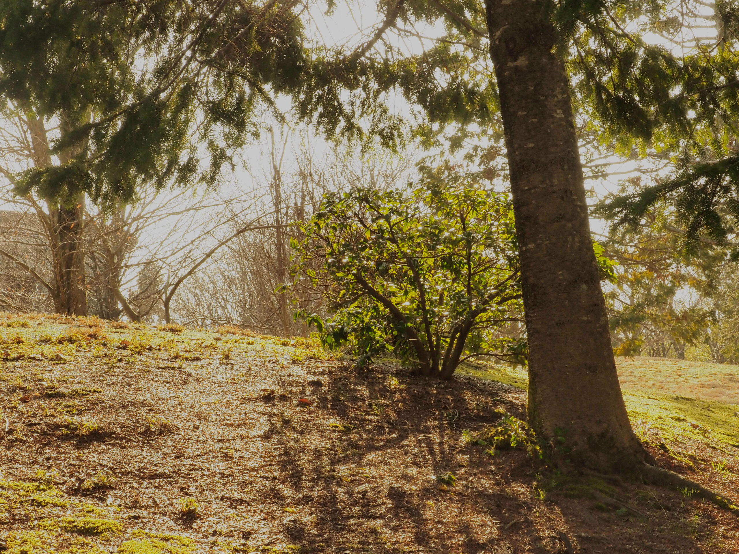 ブラウン透過率10%の画像