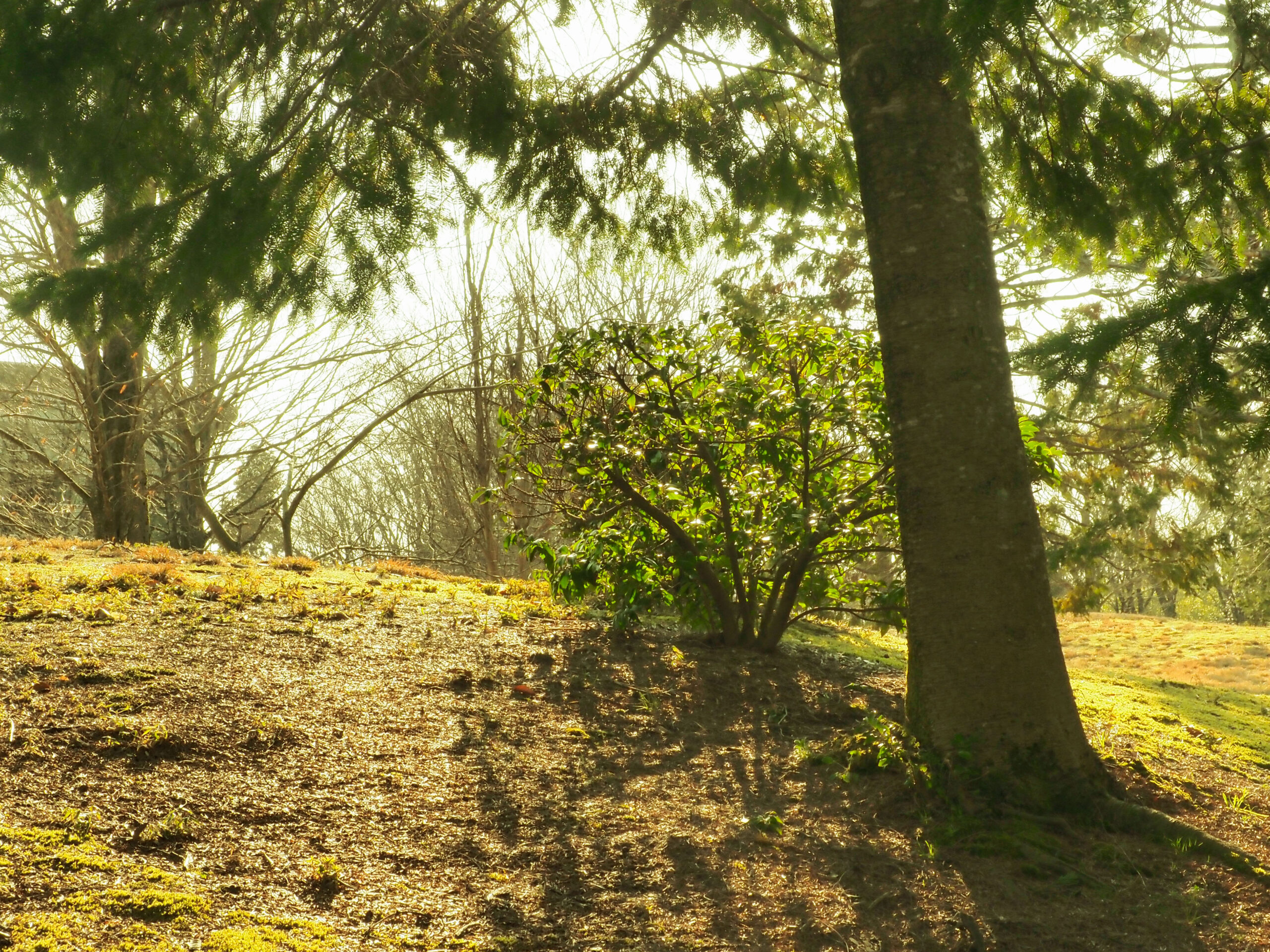 グリーン透過率14％の画像