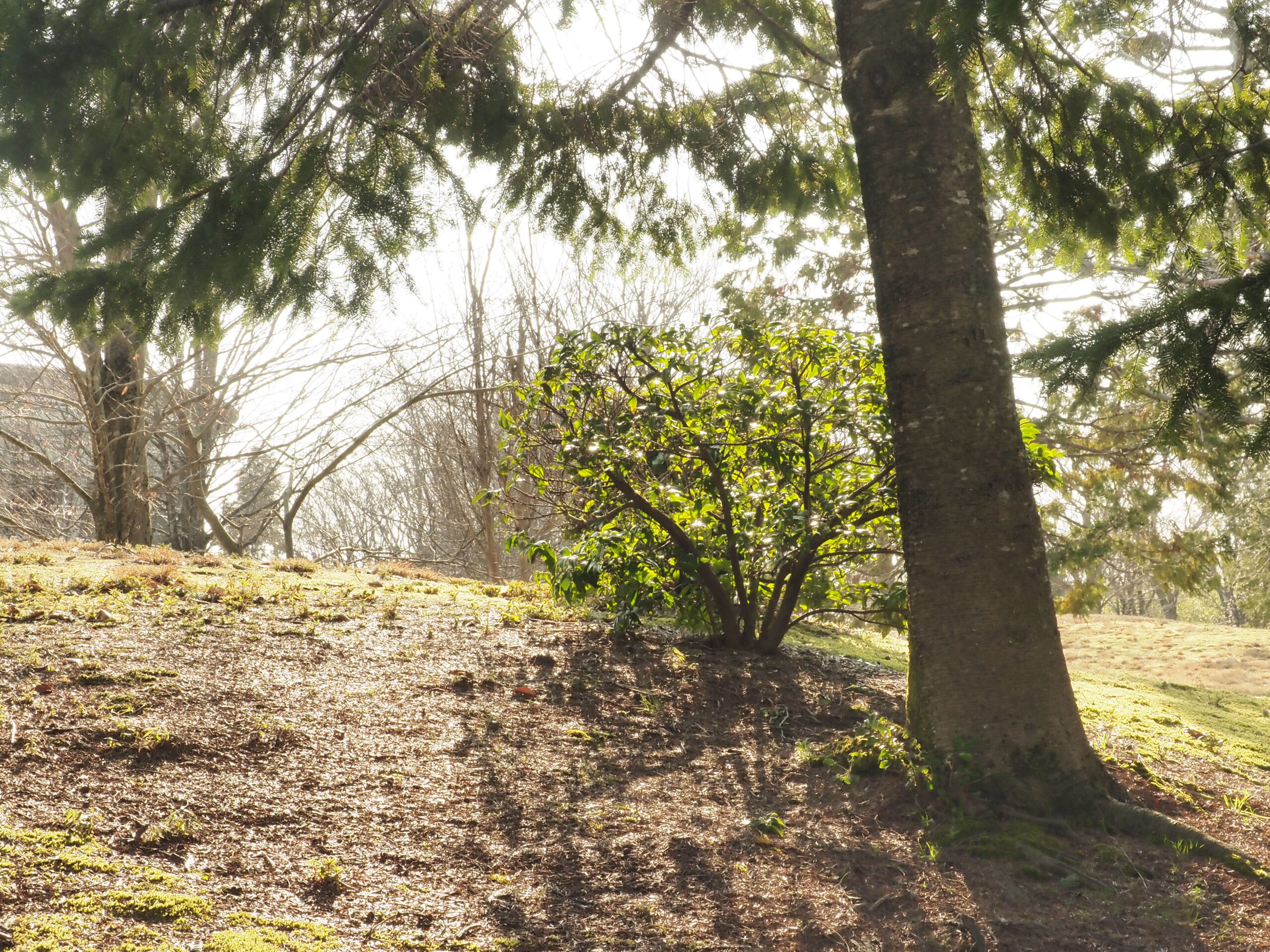 ライトグレー透過率30％の画像