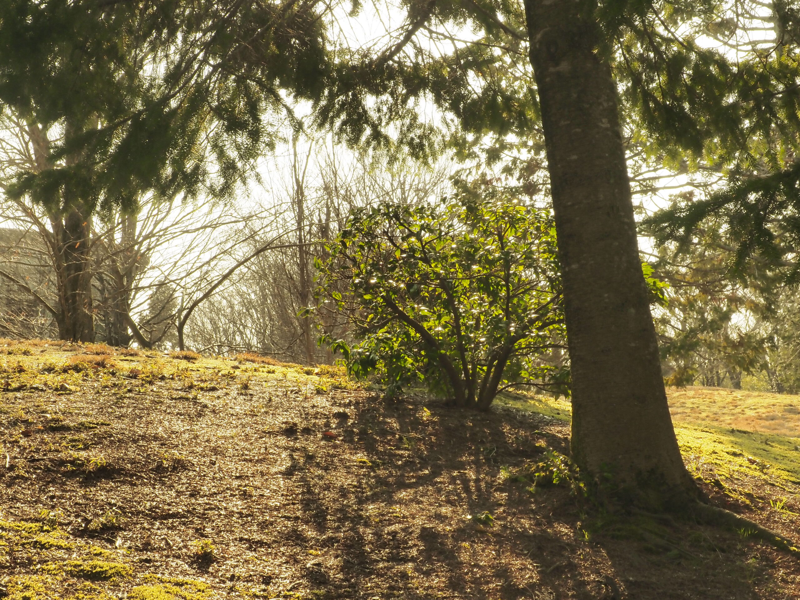 グリーン透過率20％の画像