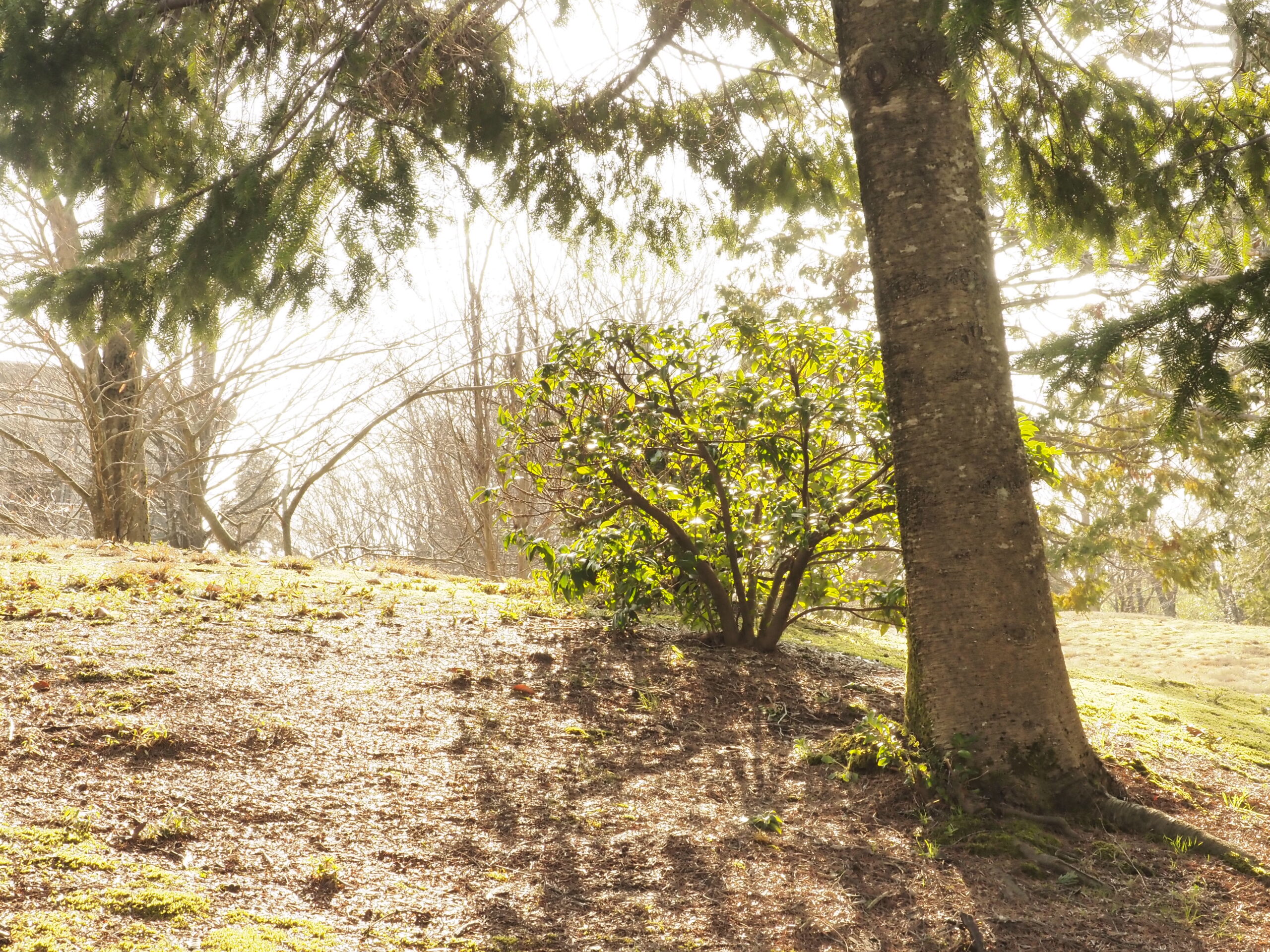 ピンク透過率78%の画像