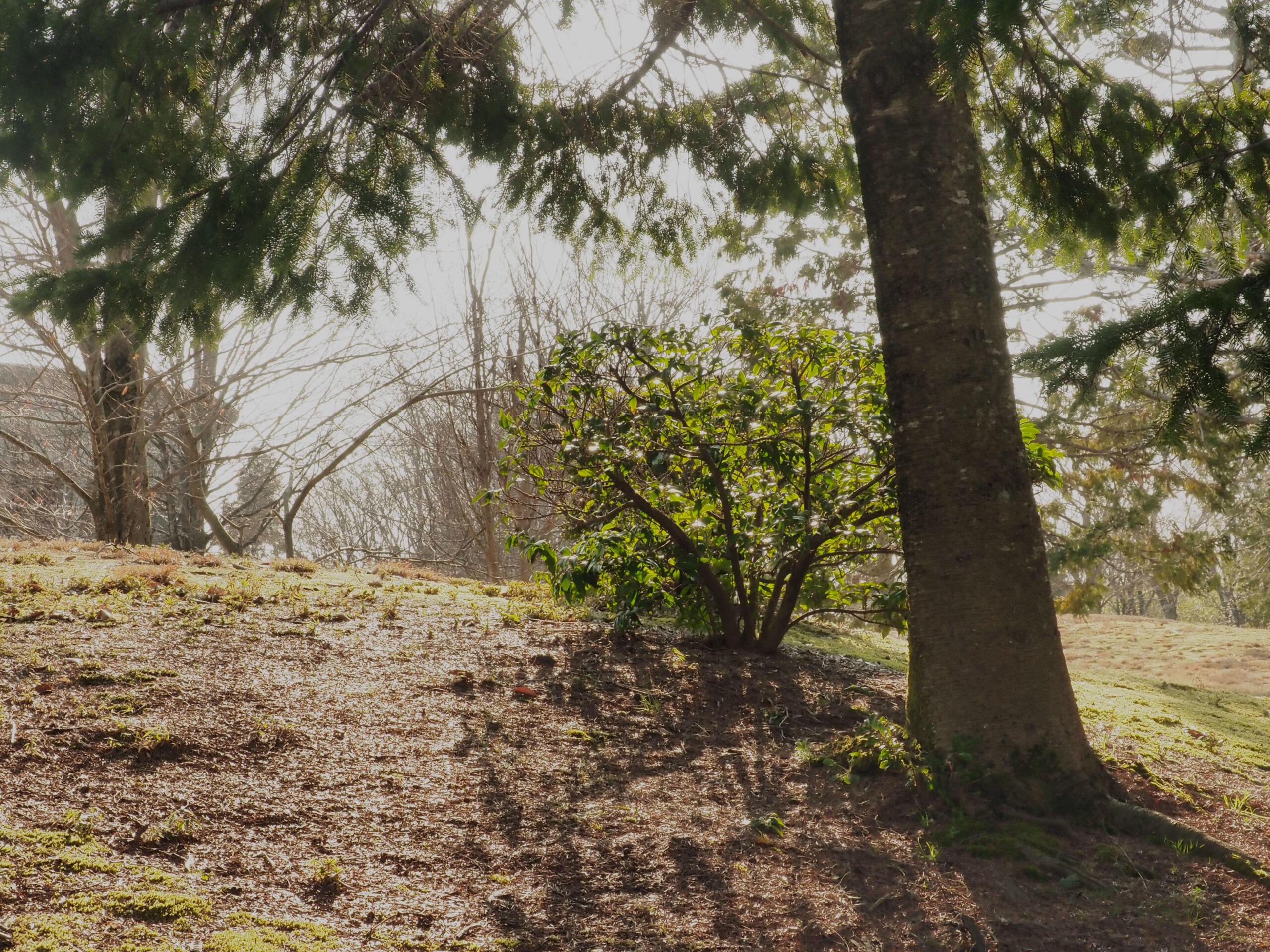 スモーク透過率15％の画像