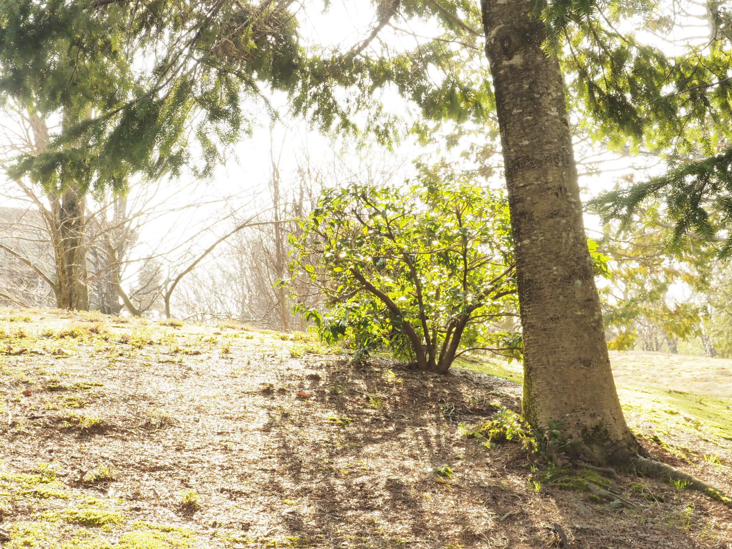 レンズなし透過率100％の画像