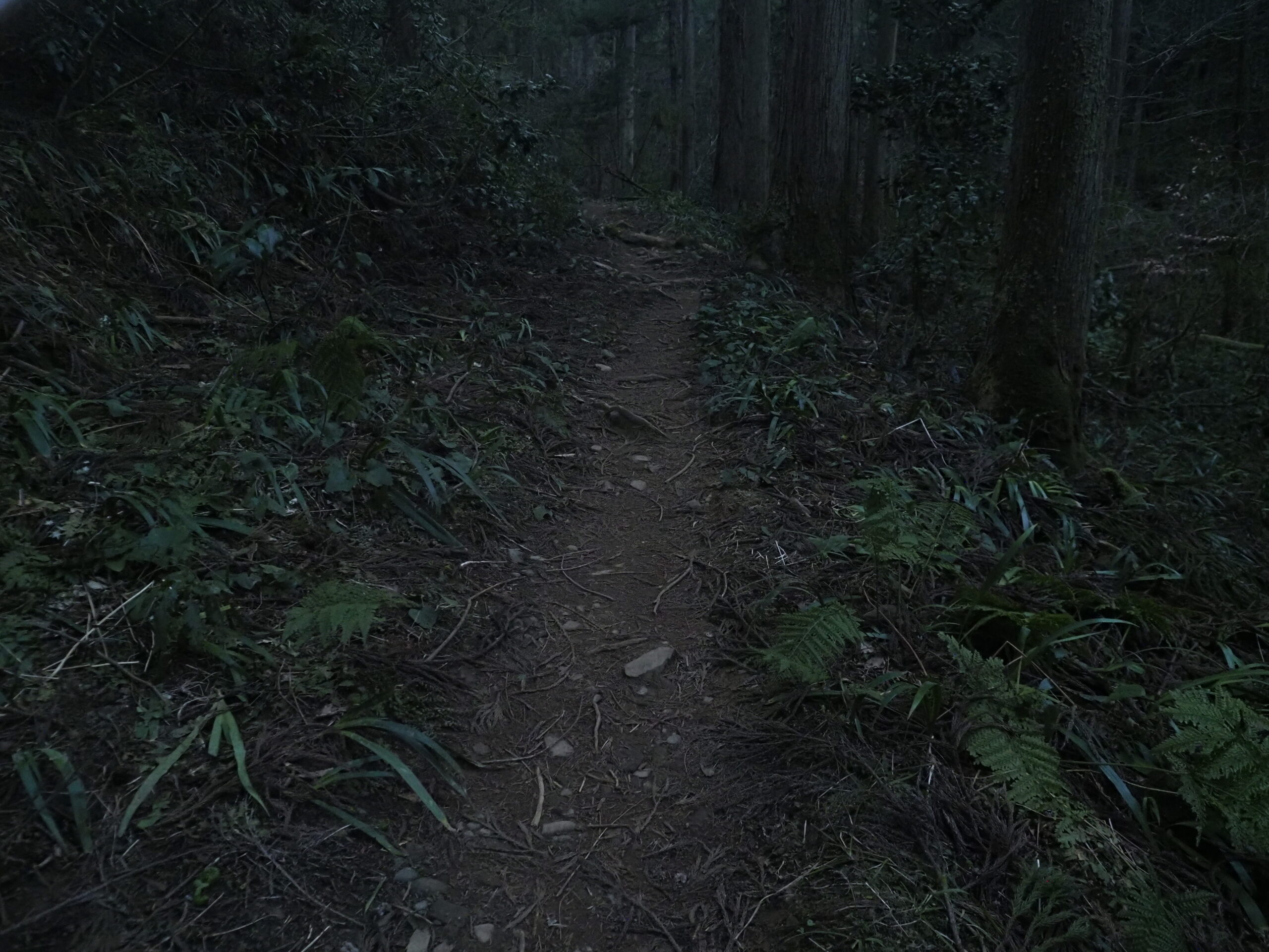 レンズ視界樹林帯
