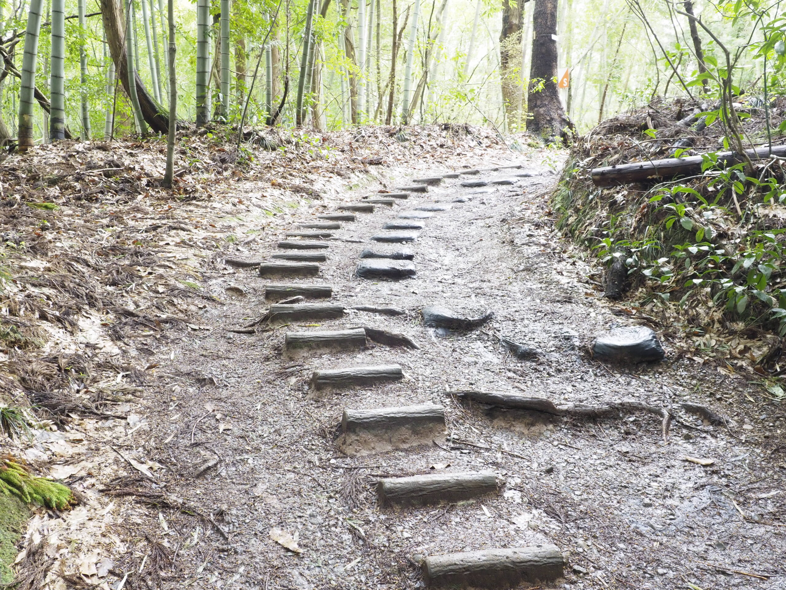 裸眼樹林帯